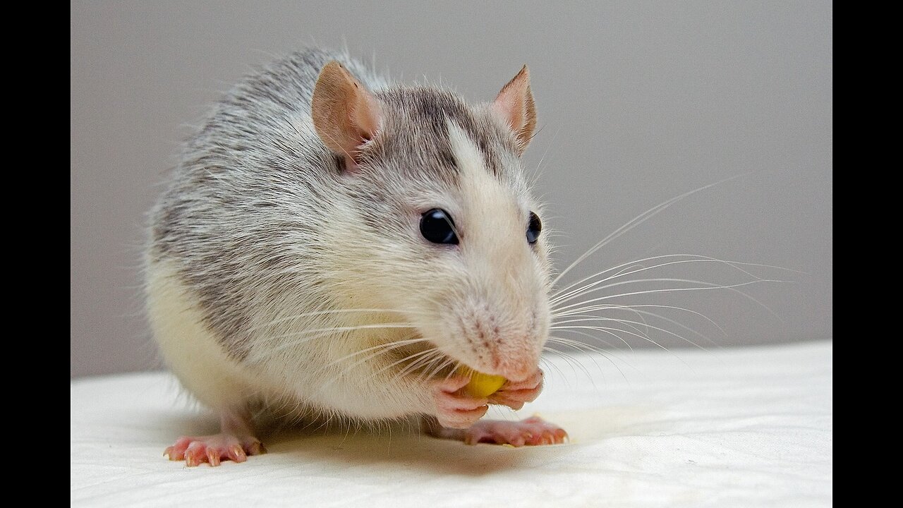 10 Amazing Facts About Rats