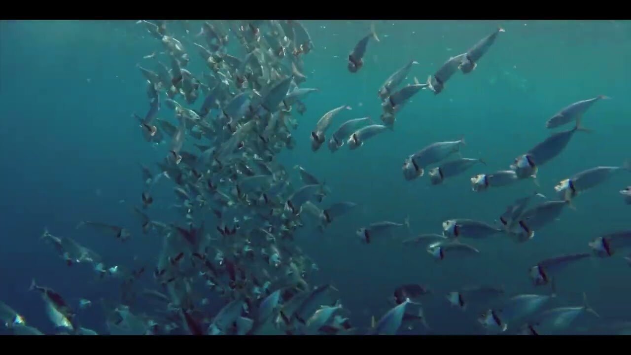 Survival in Antarctica | Rob Watson | SineOfTheTimes | Everyone loves a penguin! | #cuetubepenguins