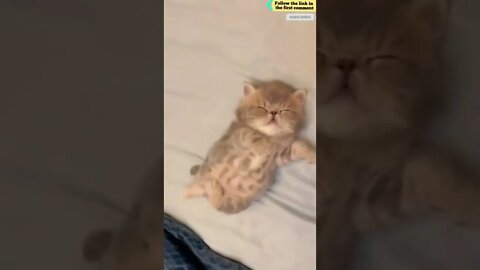 cute cat videos 😹 funny videos 😂 725 😻 #shorts #shortsfunny #cutecat #funnycat #catvideos #catscare