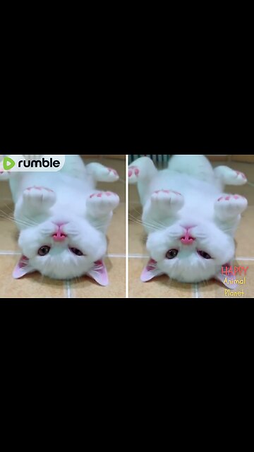 Funny and Cute Cat | What’s up? You down? 😻