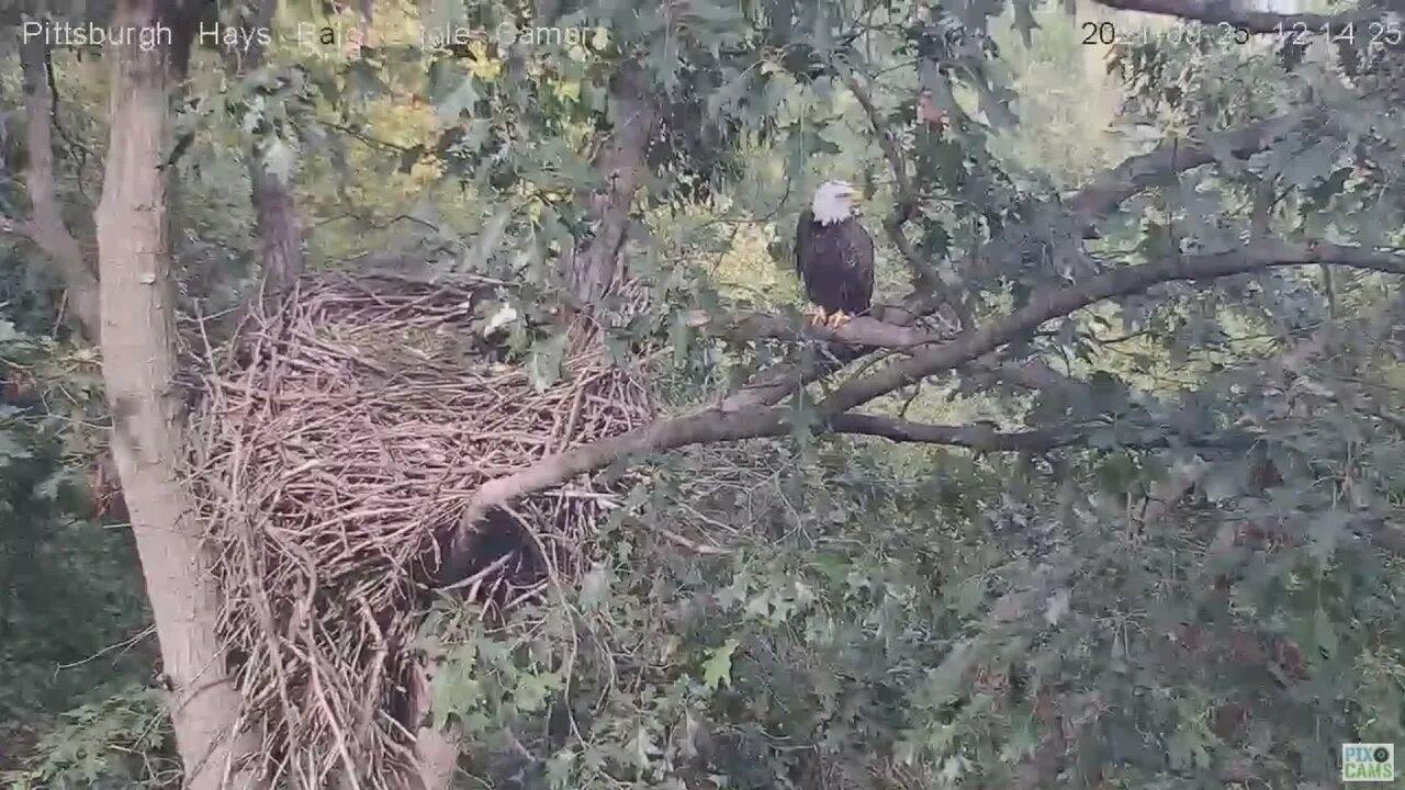Hays Eagles Dad flys under nest and up with a great flyby 2021 09 25 12:13PM