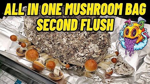 All In One Mushroom Bag 2nd Flush!!! (My First Time)