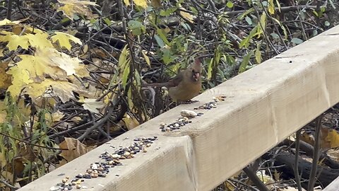 Female Cardinal