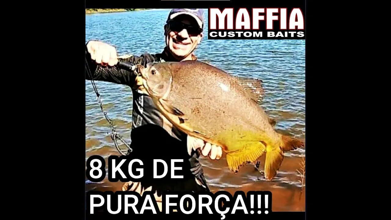 PACU DE QUASE 8 KG EM ISCA ARTIFICIAL #Shorts