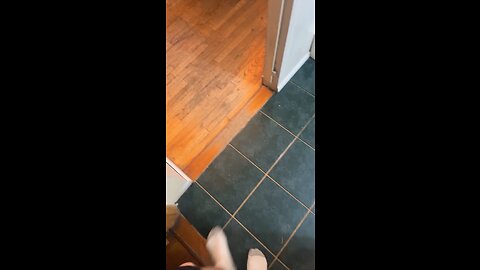 Pitbull/Rottweiler mix tricks