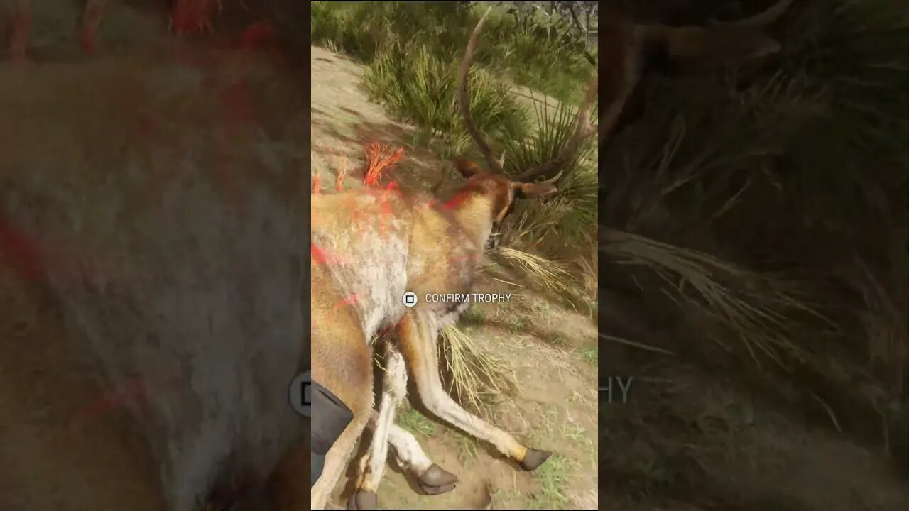 FINALLY Not A TROLL RUSA! 🦌 Emerald Coast Australia - theHunter: Call of the Wild #shorts