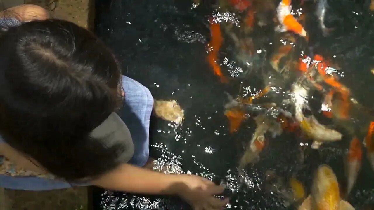 Slow motion girl playing with fancy carp fish in the pond