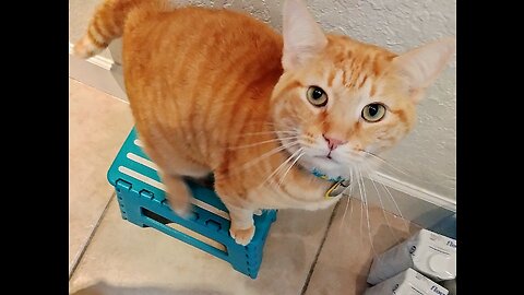Searching for food AGAIN!