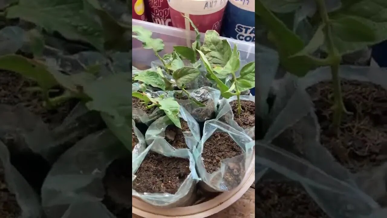 Cuttings from my early girl tomato plant.