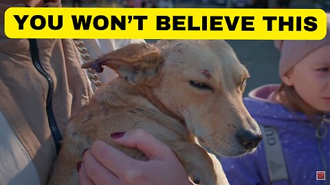Two Injured Dogs were severely abused by strangers