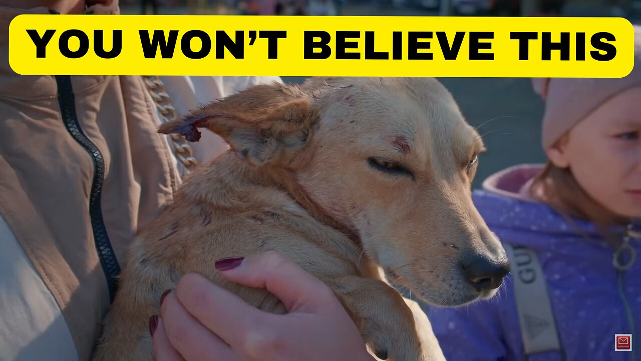 Two Injured Dogs were severely abused by strangers