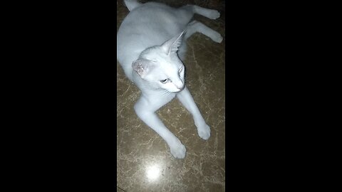 cat