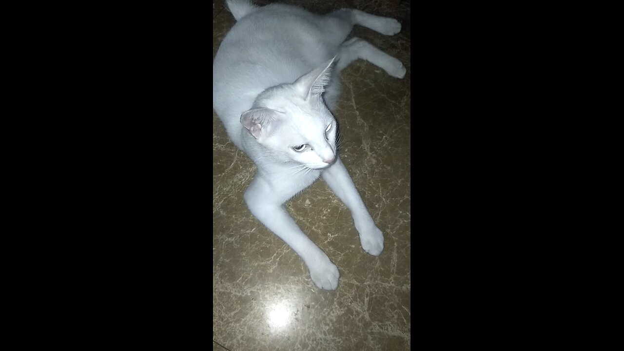 cat