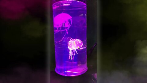 Its A Jelly Fish Kinda World