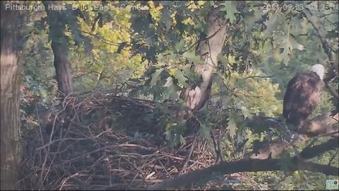 Hays Eagles Mom and Dad get harassed by Hawk 92321 8:21 to 8:29AM