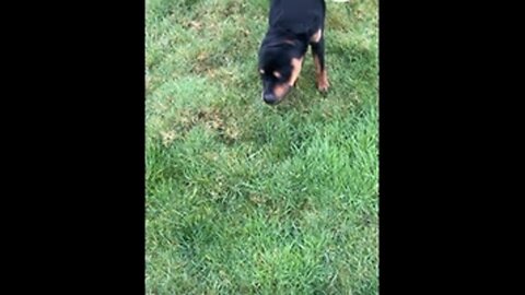 PUP ROCK SHAKING OFF THE HATERS