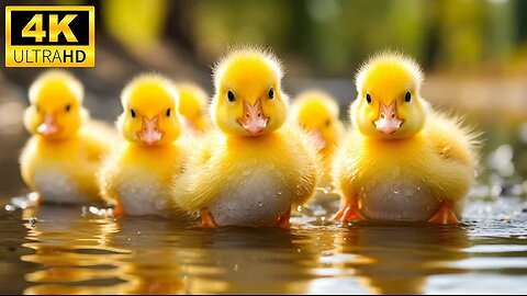 The Magical World Of Cute Young Animals With Relaxing Music (Colorfully Dynamic), Soothing Music