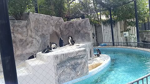 Penguins in Ueno Zoo