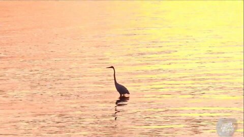 Crane Hunting For Food at Sunset in the Atlantic Ocean (Earth Friends Playlist)