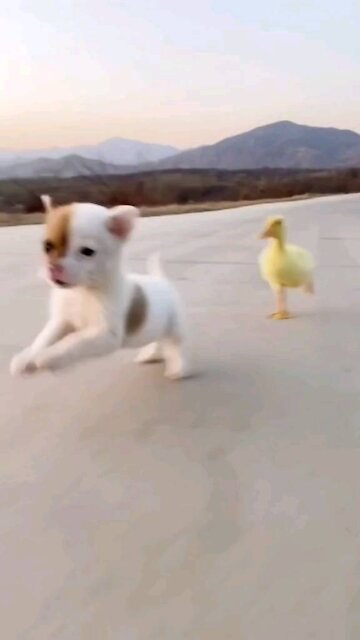 Duck vs Dog