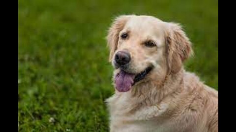 Golden Retriever Shocked by a Puppy occupying his bed!