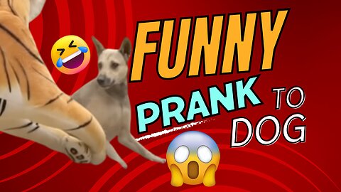 Prank Dog Funny & fake Lion and Fake Tiger Prank To dog & Huge Box Prank to dog