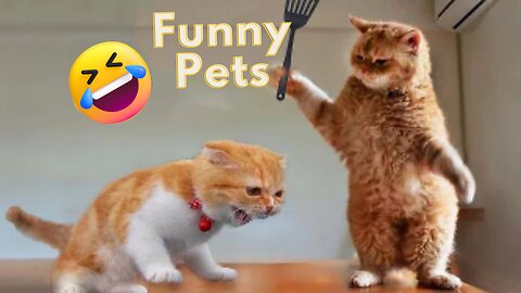 Laugh out Loud with Hilarious American Pets 😝 Funny Video Compilation 😂🤣