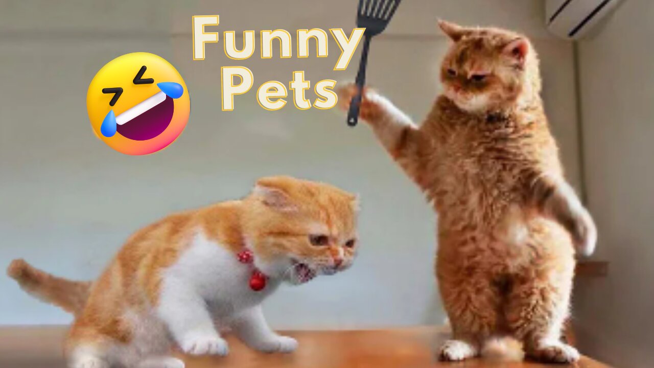 Laugh out Loud with Hilarious American Pets 😝 Funny Video Compilation 😂🤣