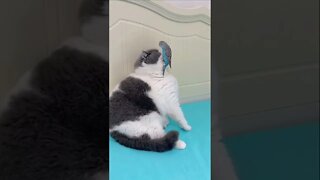 FUNNY CUTE PUPPY - Tiktok Compiled #Shorts