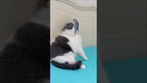 FUNNY CUTE PUPPY - Tiktok Compiled #Shorts