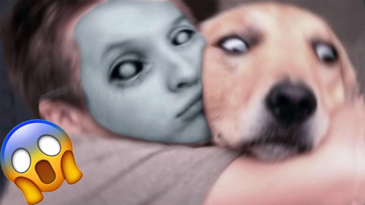 Funny Animal Videos 2022 π - Funniest Cats And Dogs Video πΊπ