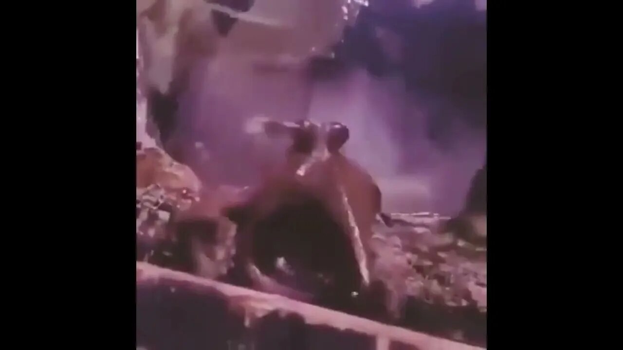 Accident?