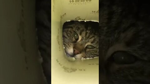 angry cat #cute cat #beutifull cat