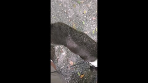 off for our walk