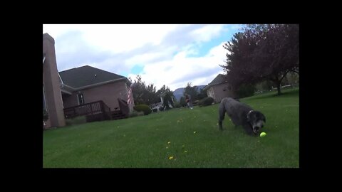 My Movie nerf dog
