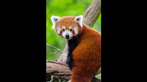 REDPANDA