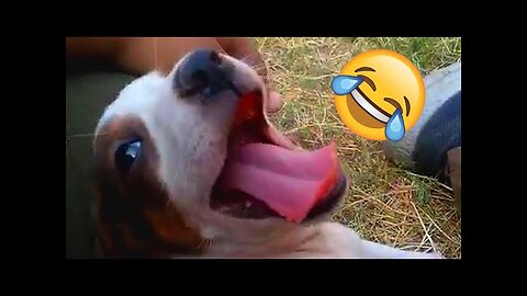 Funny Animal Videos Of The Day 0038! 😂😂 #fyp #memes #memedaily #dankmemes