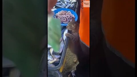 Kelakuan Random Kucing Bagian 73