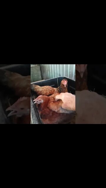 Chook chook is in with Forest again