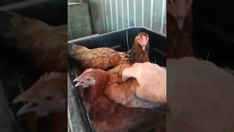 Chook chook is in with Forest again