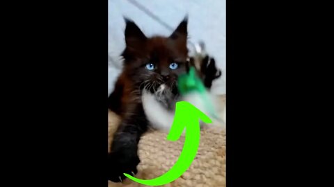 This kitty here is having fun #shorts
