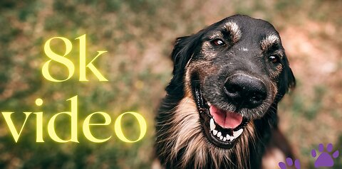 Dogs Collection 8k Full HDR 60fps