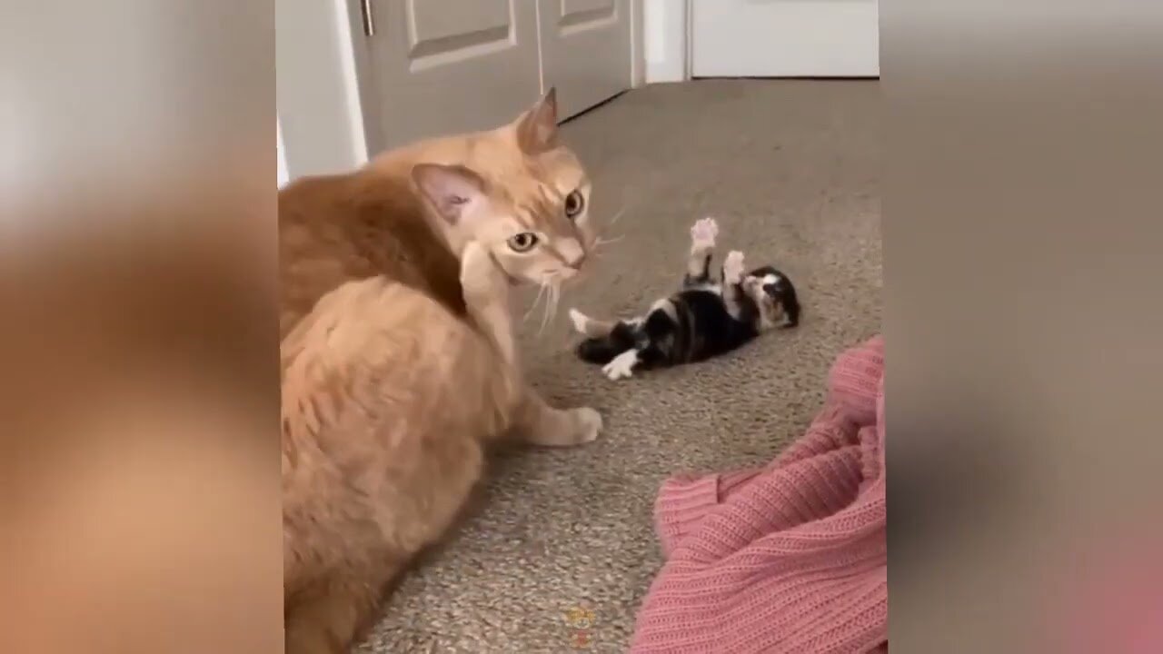 Funny animal compilation
