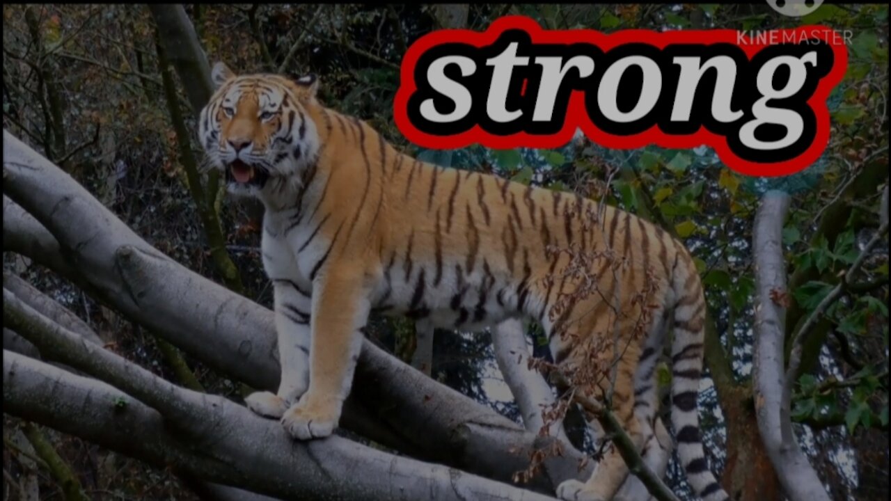 Watch the beauty and prestige of the tiger....🤗🤗
