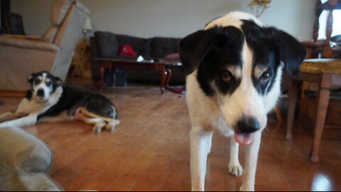 DOG TRIES TO CATCH LASER LIGHT!!