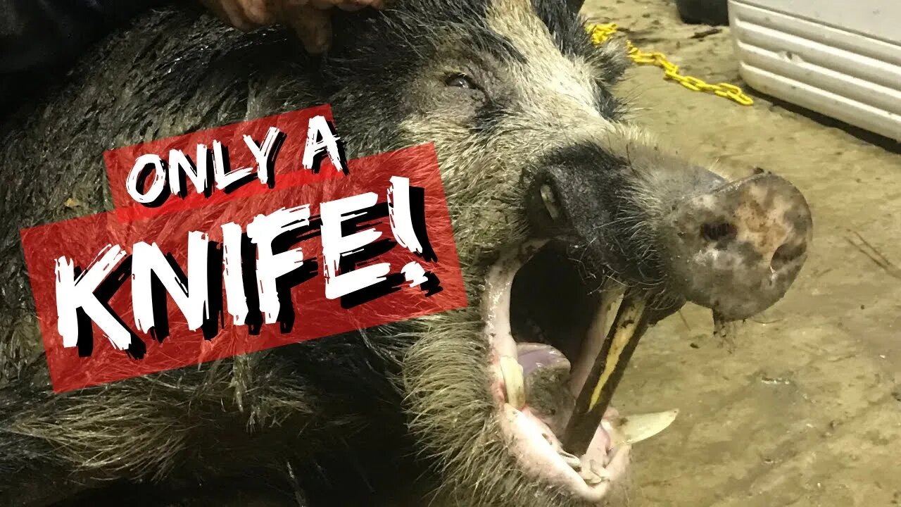 Killing a Huge Hog with a Knife! (There will be Blood!)