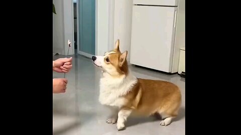 The dog is very upset after seeing the magic and does not understand what happened🤣🤣 trending vid.