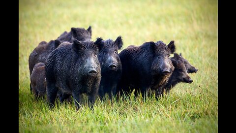 Some Pigs in Northern CA