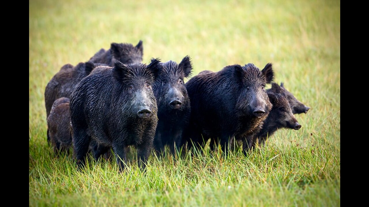 Some Pigs in Northern CA