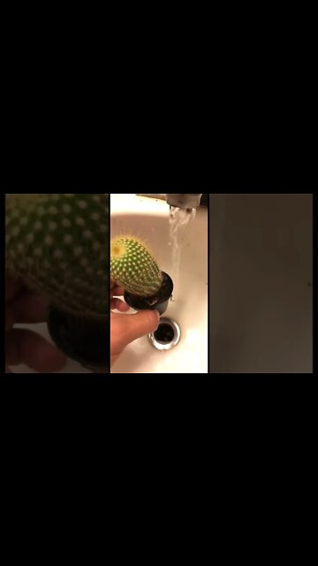 Watering my cactus 🌵